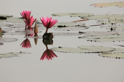 莲花