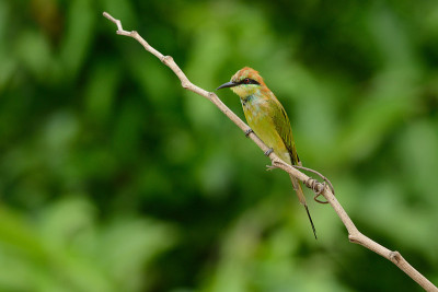 绿食蜂鸟(Merops orientalis)