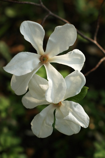 木兰的花