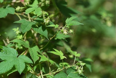 日本啤酒花(Humulus japonicus)。