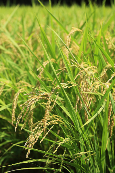 栽培稻
