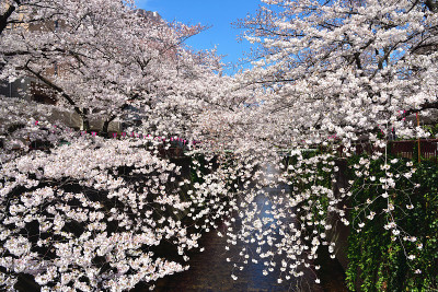 中目黑樱花节，日本东京