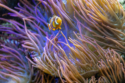 小丑鱼旁边的海葵，Amphiprion