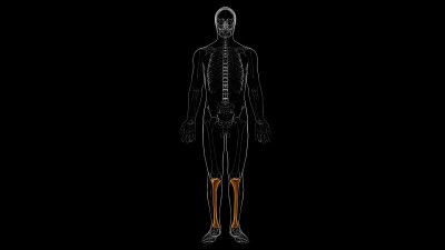 人体骨骼解剖胫骨骨3D渲染