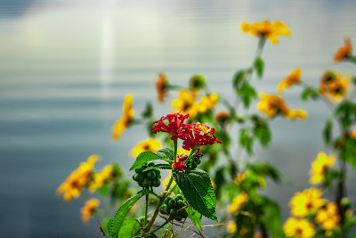森林红色和黄色的花与模糊的背景