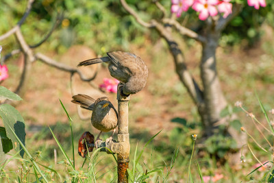 丛林喋喋不休者(纹Argya striata)一对
