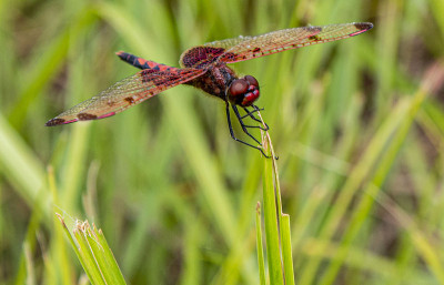 Band-Winged Ruby蜻蜓