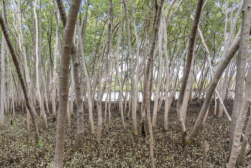 红树林植被