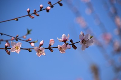 粉红色的花与蓝天背景。