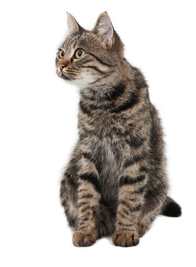 灰色条纹的猫向左看