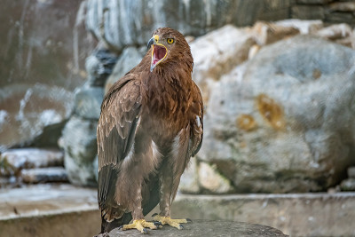 草原鹰是一只猛禽，张开嘴坐在石头中间。Aquila nipalensis