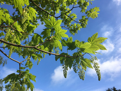 2018年5月，美国梧桐树开花