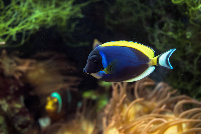 浅蓝色刺尾鱼(Acanthurus leucosternon)或在水下游泳的浅蓝色刺尾鱼