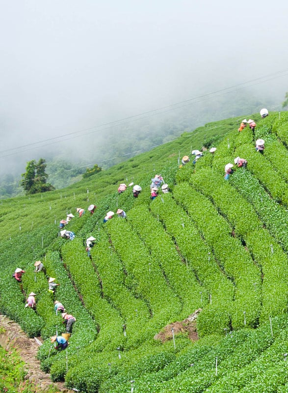 茶树山