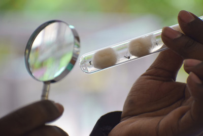 蚊虫昆虫监测实验