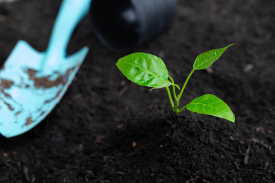 种植绿色幼树，用铲子和花盆侧放在黑土背景上。幼苗由种子发芽。自然生态与生长概念与复制空间。