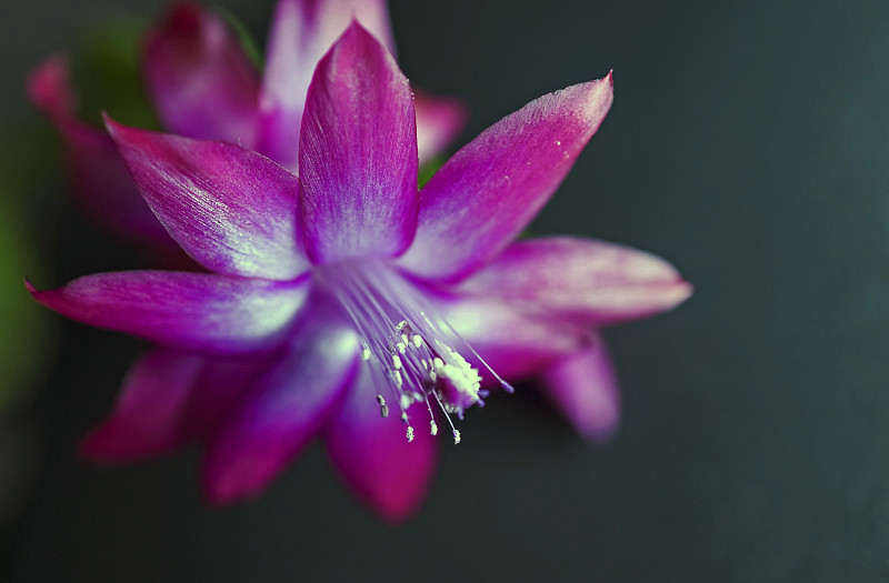 圣诞仙人掌花，拉丁名Schlumbergera