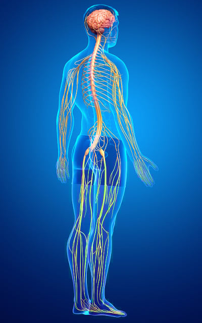 3d渲染医学上准确的男性神经系统的插图