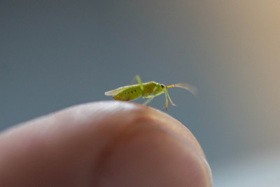蚊子正坐在人的手指关节上准备吸血。