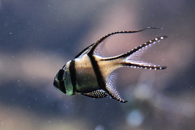 骄傲的鲤鱼(Pterapogon kauderni)。