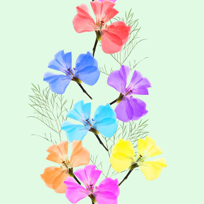 天竺葵、陇牛儿苗科天竺葵属植物。花型纹理无缝。花背景，照片拼贴