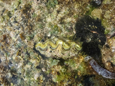肯尼亚的海洋生物