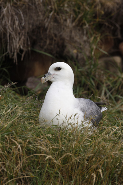 管鼻藿,Fulmarus glacialis