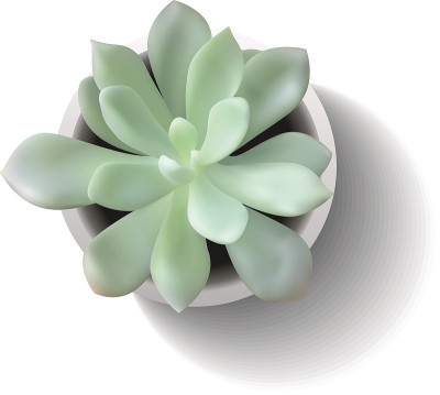 向量多汁echeveria2