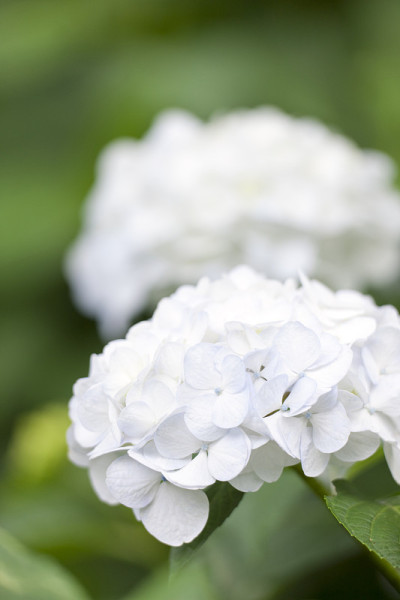 特写的花