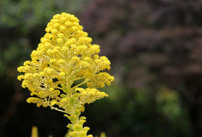黄色Aeonium花