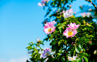 花园的花