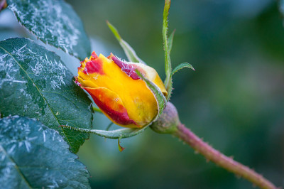 生长在Hatanpää植物园的玫瑰Postillion，坦佩雷，芬兰