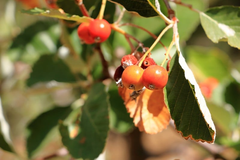 近距离观察一簇浆果的greak whitebeam (Sorbus graeca)