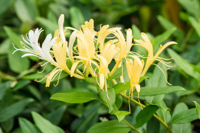 新加坡金银花或日本金银花黄花