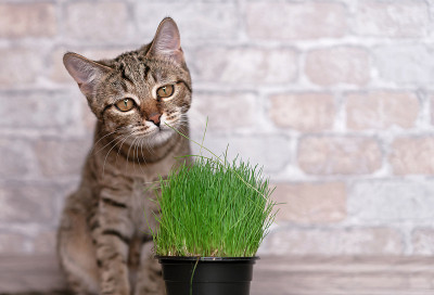 虎斑猫和新鲜的绿草给猫。