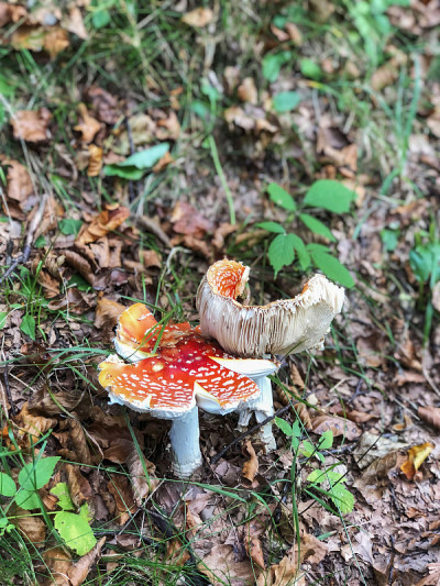 木中的红蝇木耳。秋春森林里有两种有毒的蘑菇。秋天的本性。
