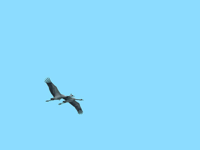 两只鹤，Grus, Grus，孤立在蓝天上