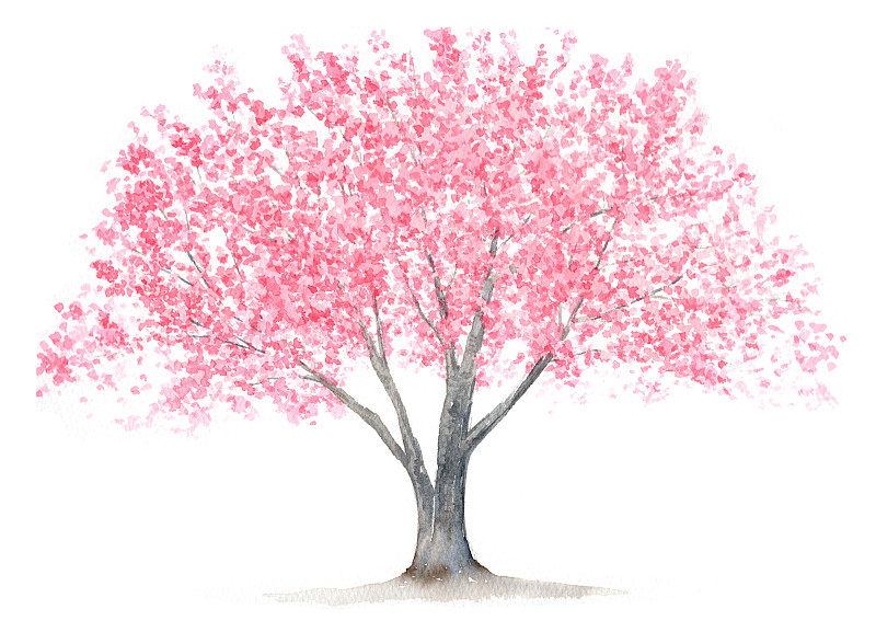 樱花树的水彩画。