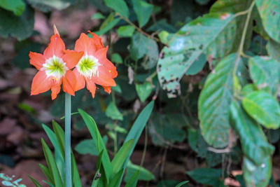 花园的花