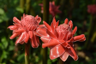 红火炬姜花