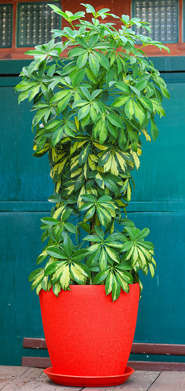 鹅掌柴花植物