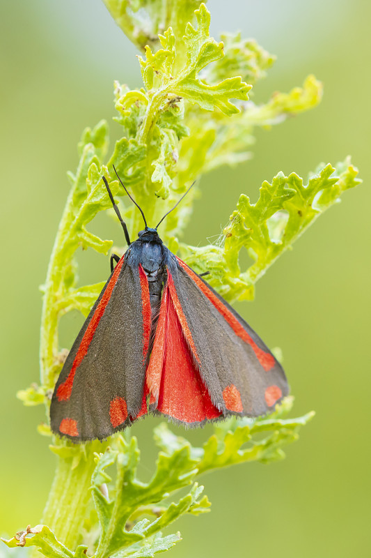 朱砂蛾，Tyria jacobaeae