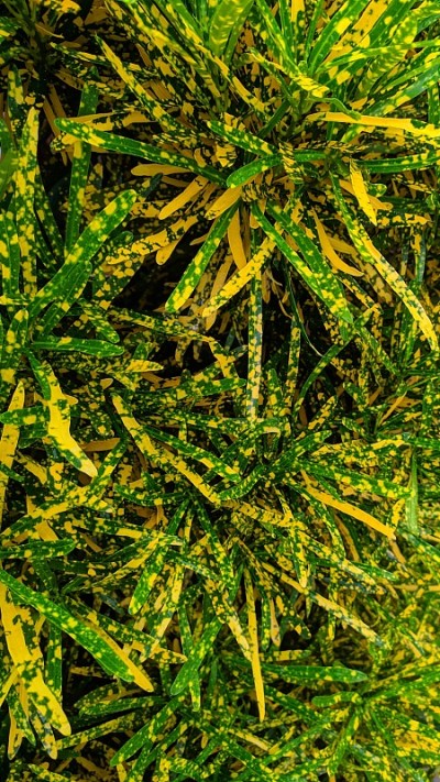 另一个叶子