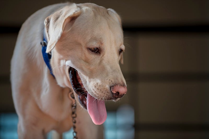 特写的棕黄色的拉布拉多犬的肖像，看着远离相机与拔出和孤立的背景。