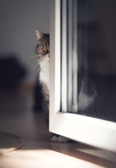门缝猫眼