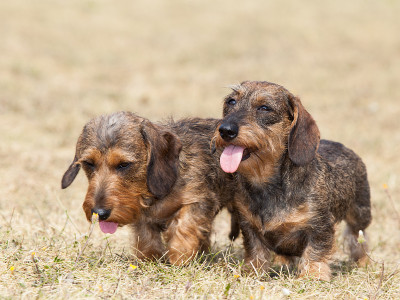 两个狗的肖像繁殖铁毛腊肠犬
