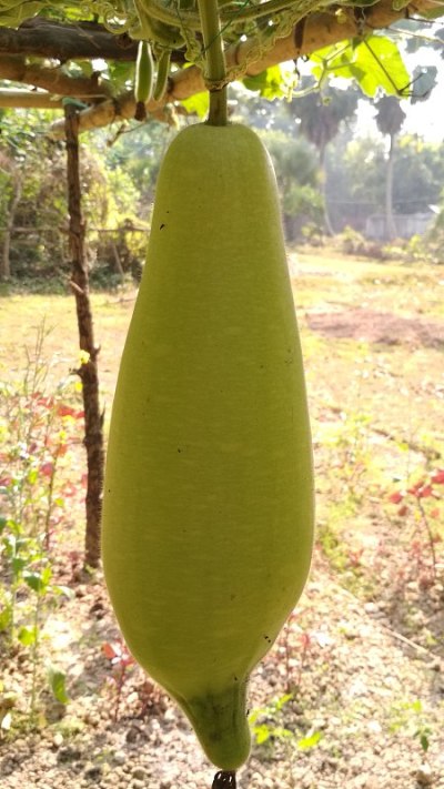 葫芦