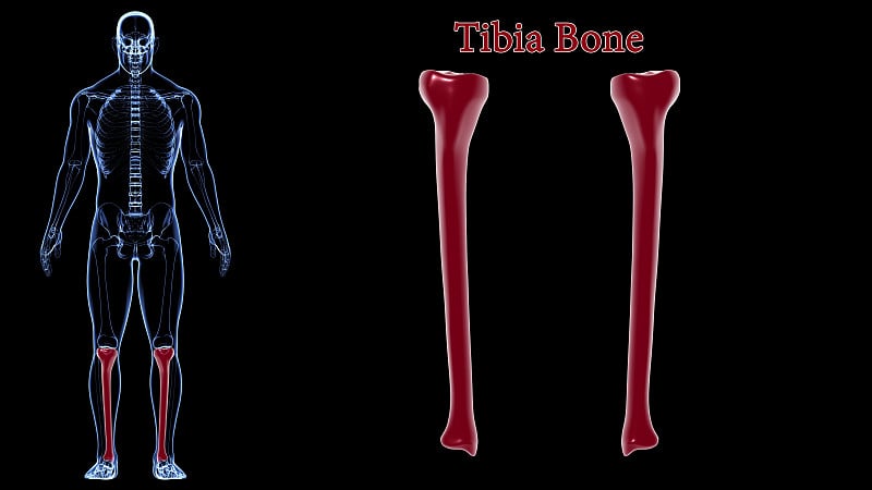 人体骨骼解剖胫骨骨三维渲染