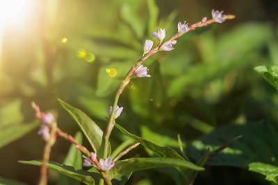 越南香菜花