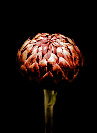 低调的花